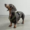 Load image into Gallery viewer, SOFTSHELL DOGHARNESS Dachshund Black
