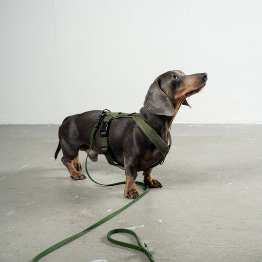 SOFTSHELL DOGHARNESS Dachshund Dark Olive