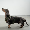 Load image into Gallery viewer, SOFTSHELL DOGHARNESS Dachshund Black
