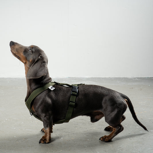 SOFTSHELL DOGHARNESS Dachshund Black