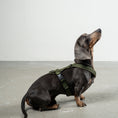 Load image into Gallery viewer, SOFTSHELL DOGHARNESS Dachshund Black
