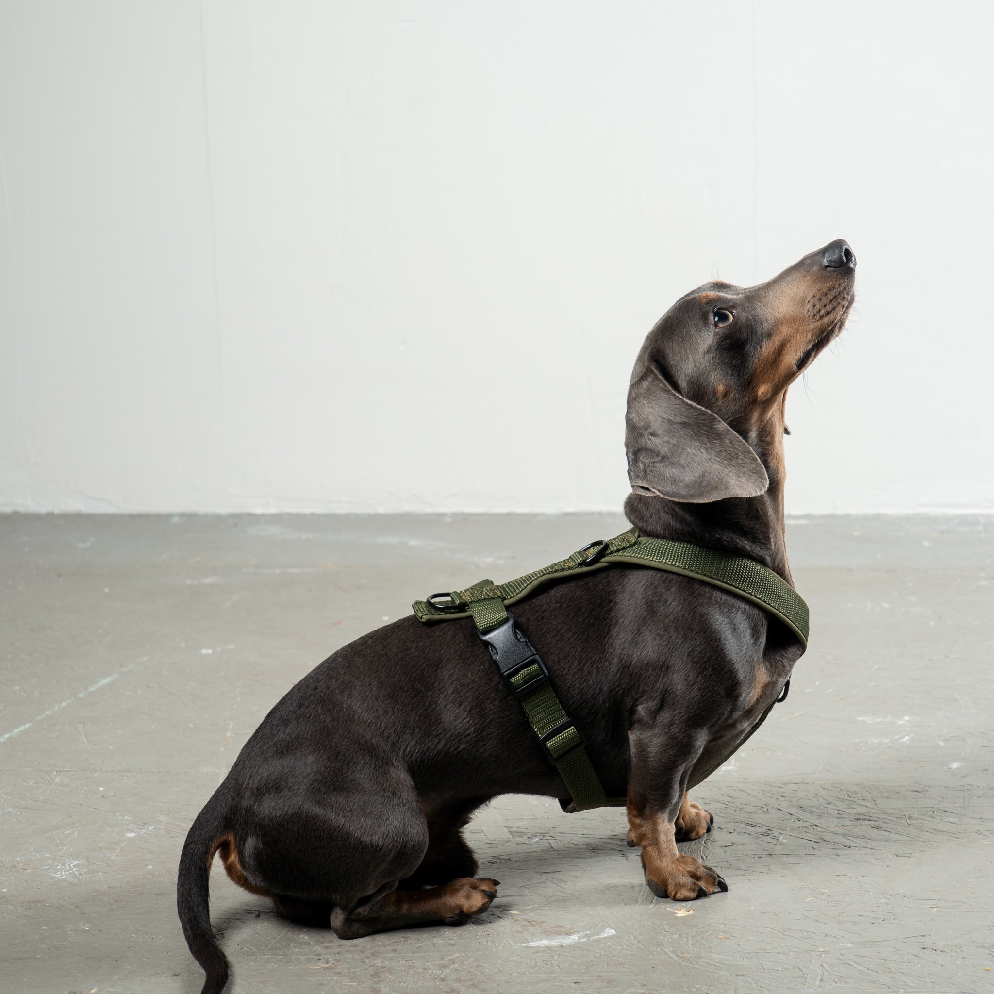 SOFTSHELL DOGHARNESS Dachshund Black