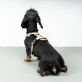 Load image into Gallery viewer, SOFTSHELL DOGHARNESS Dachshund Sand
