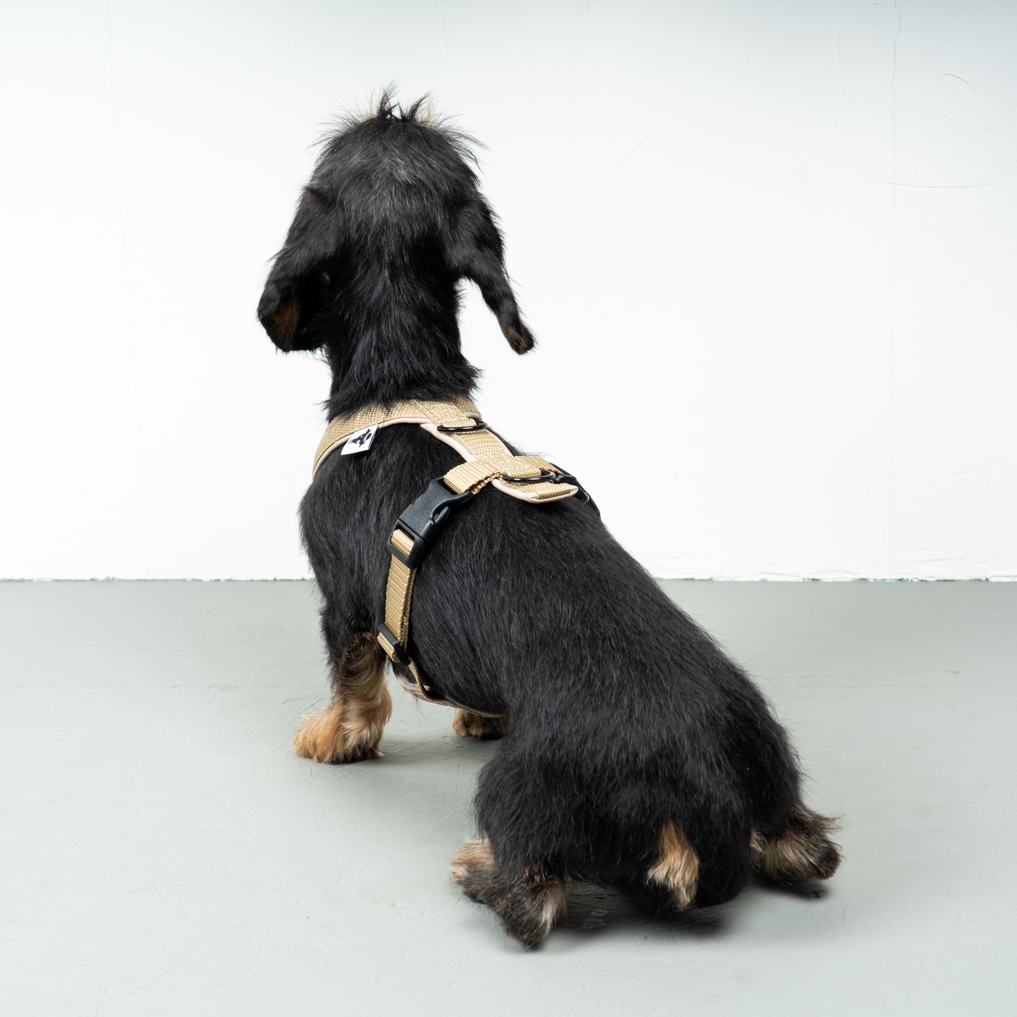 SOFTSHELL DOGHARNESS Dachshund Sand
