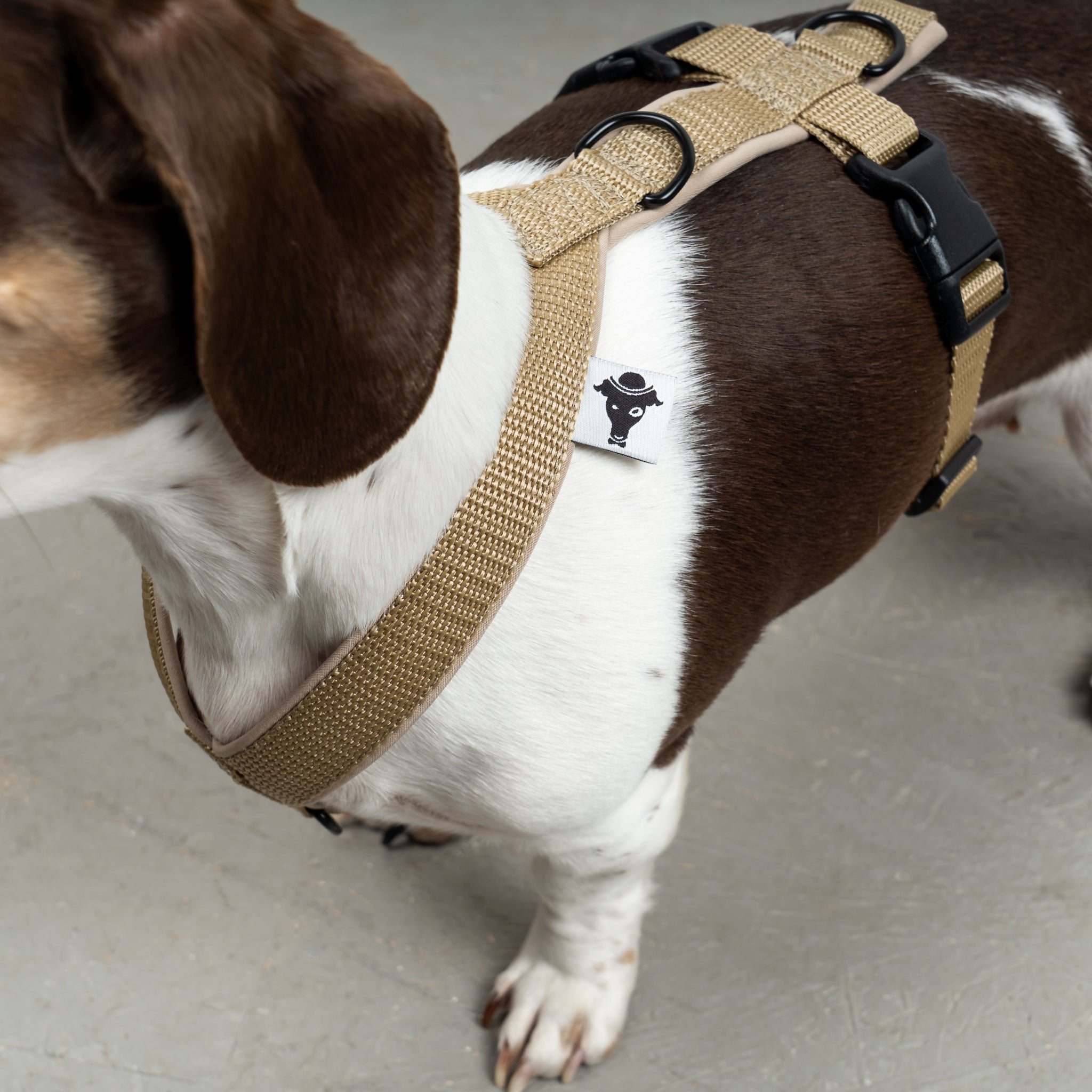 SOFTSHELL DOGHARNESS Dachshund Sand