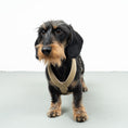 Load image into Gallery viewer, SOFTSHELL DOGHARNESS Dachshund Sand
