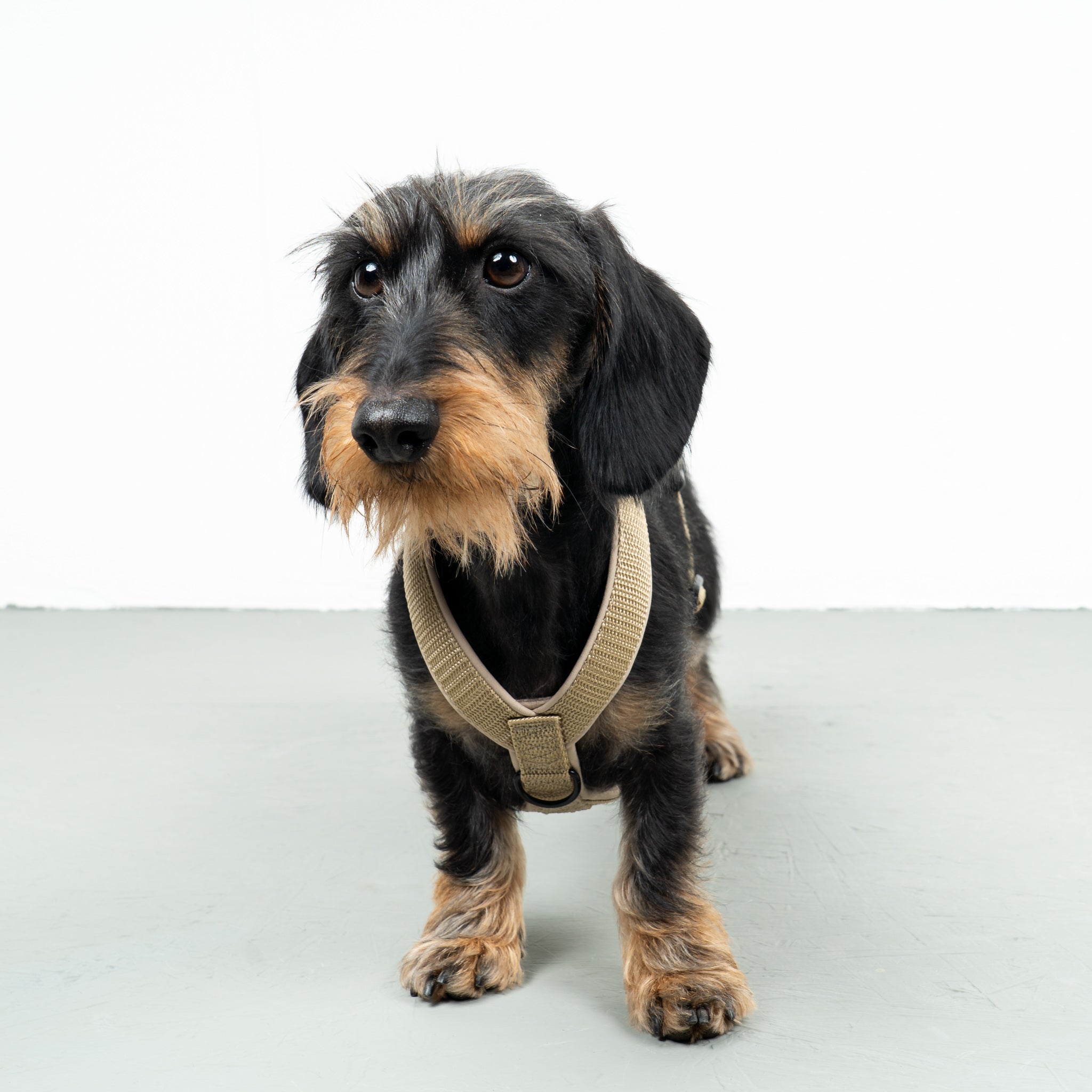 SOFTSHELL DOGHARNESS Dachshund Sand