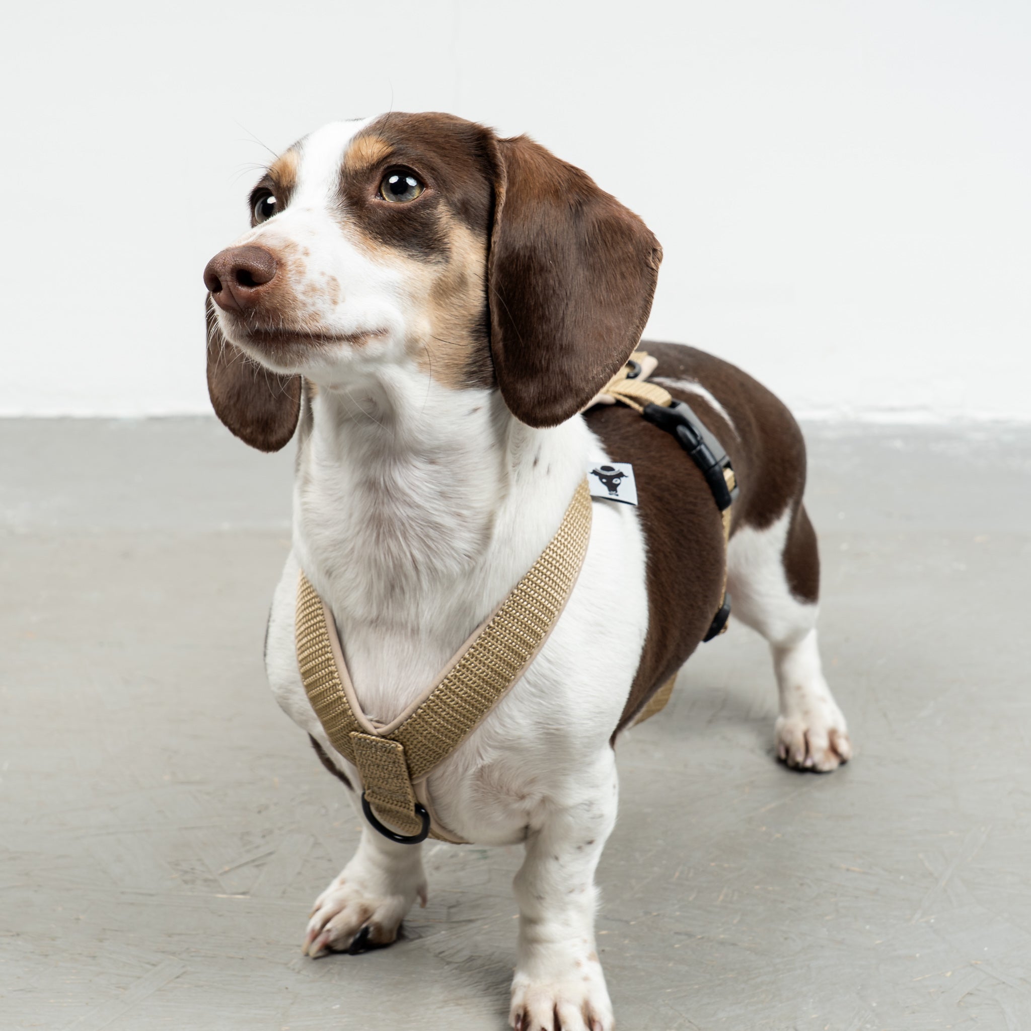 SOFTSHELL DOGHARNESS Dachshund Sand