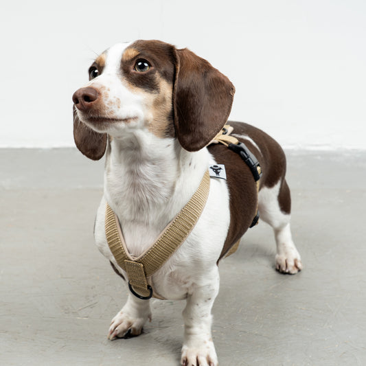 SOFTSHELL DOGHARNESS Dachshund Sand