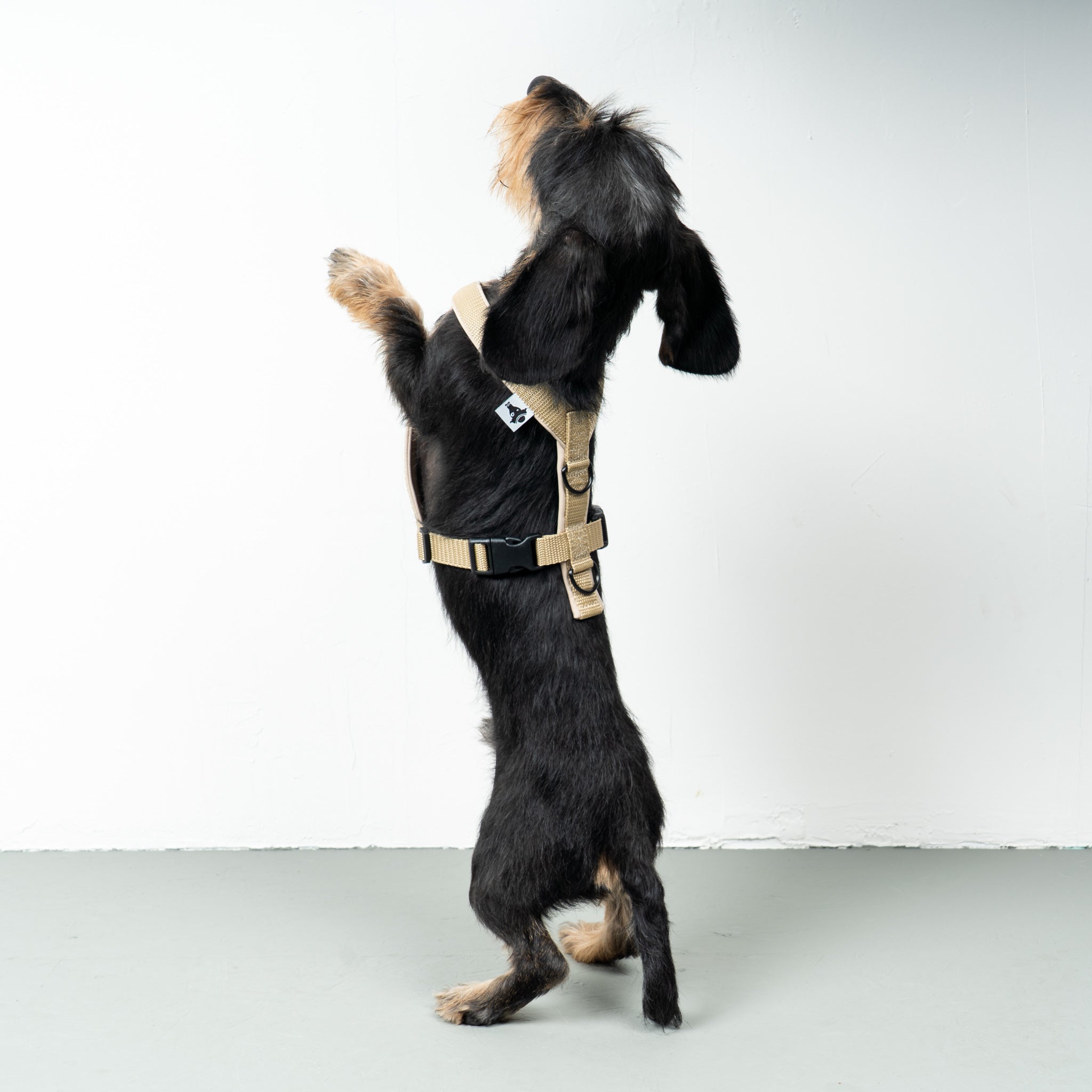 SOFTSHELL DOGHARNESS Dachshund Sand