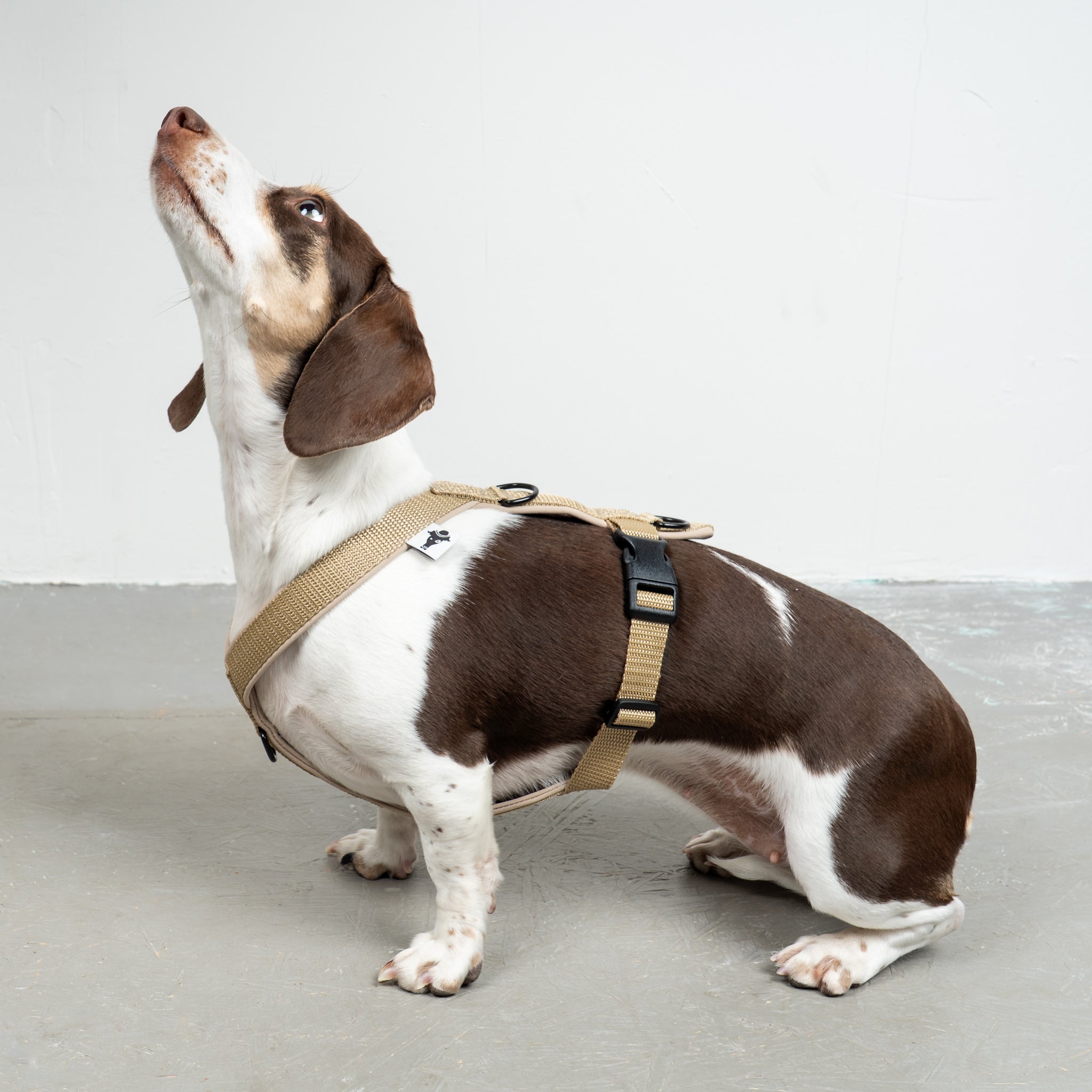 SOFTSHELL DOGHARNESS Dachshund Sand