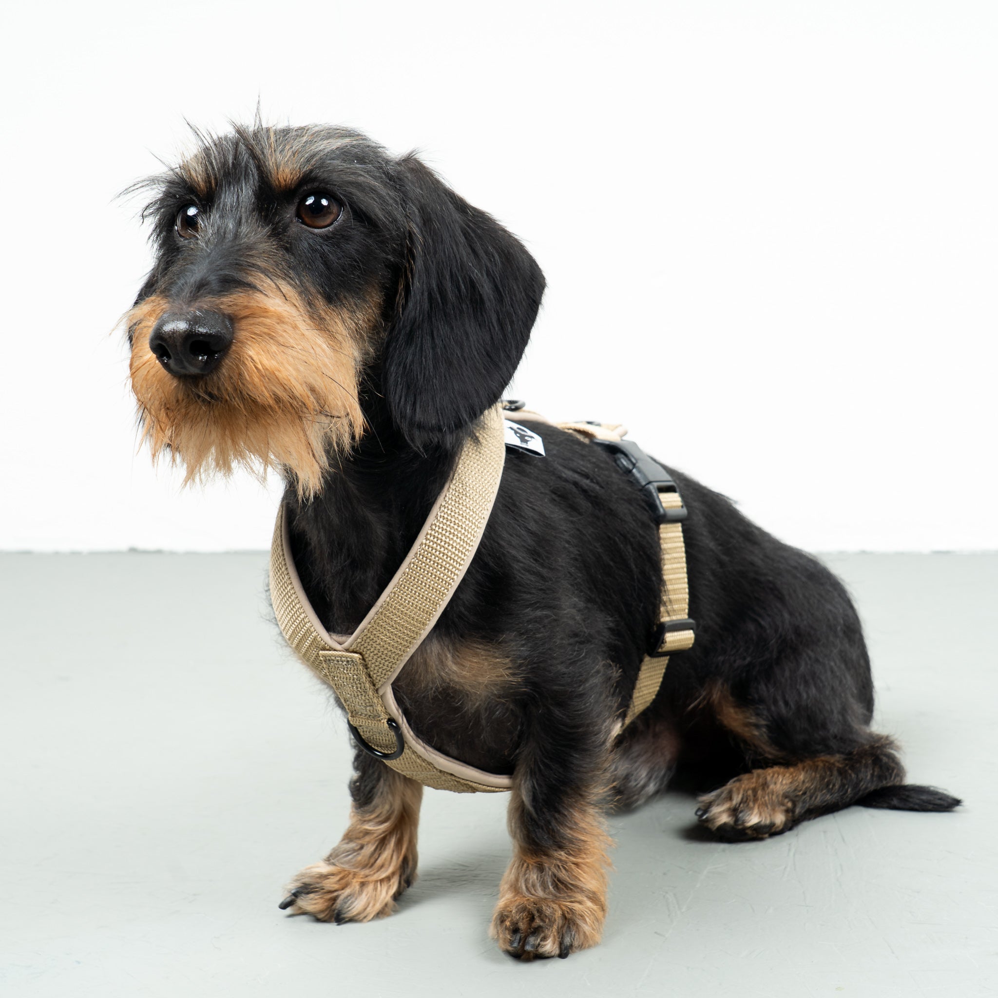 SOFTSHELL DOGHARNESS Dachshund Sand