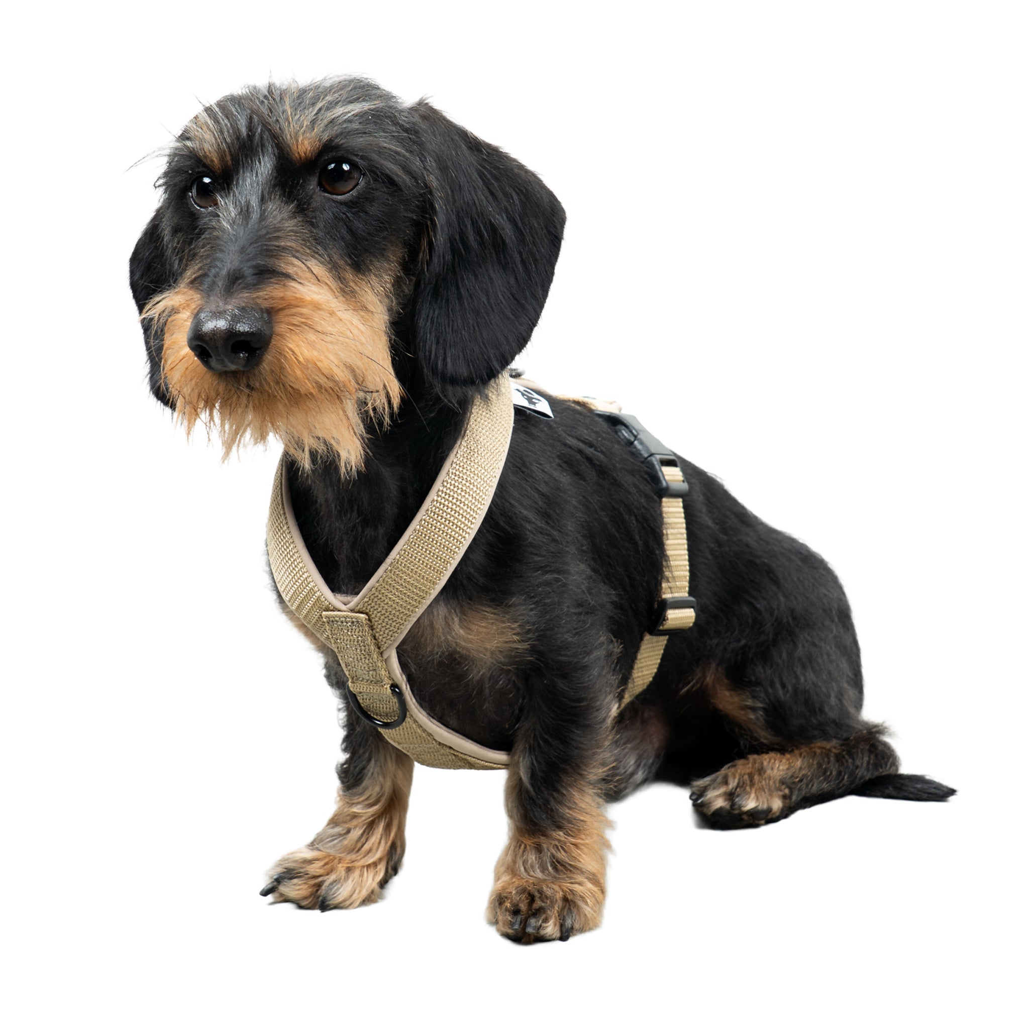 SOFTSHELL DOGHARNESS Dachshund Sand