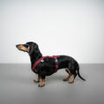 Load image into Gallery viewer, SOFTSHELL HUNDEGESCHIRR Dackel Weinrot
