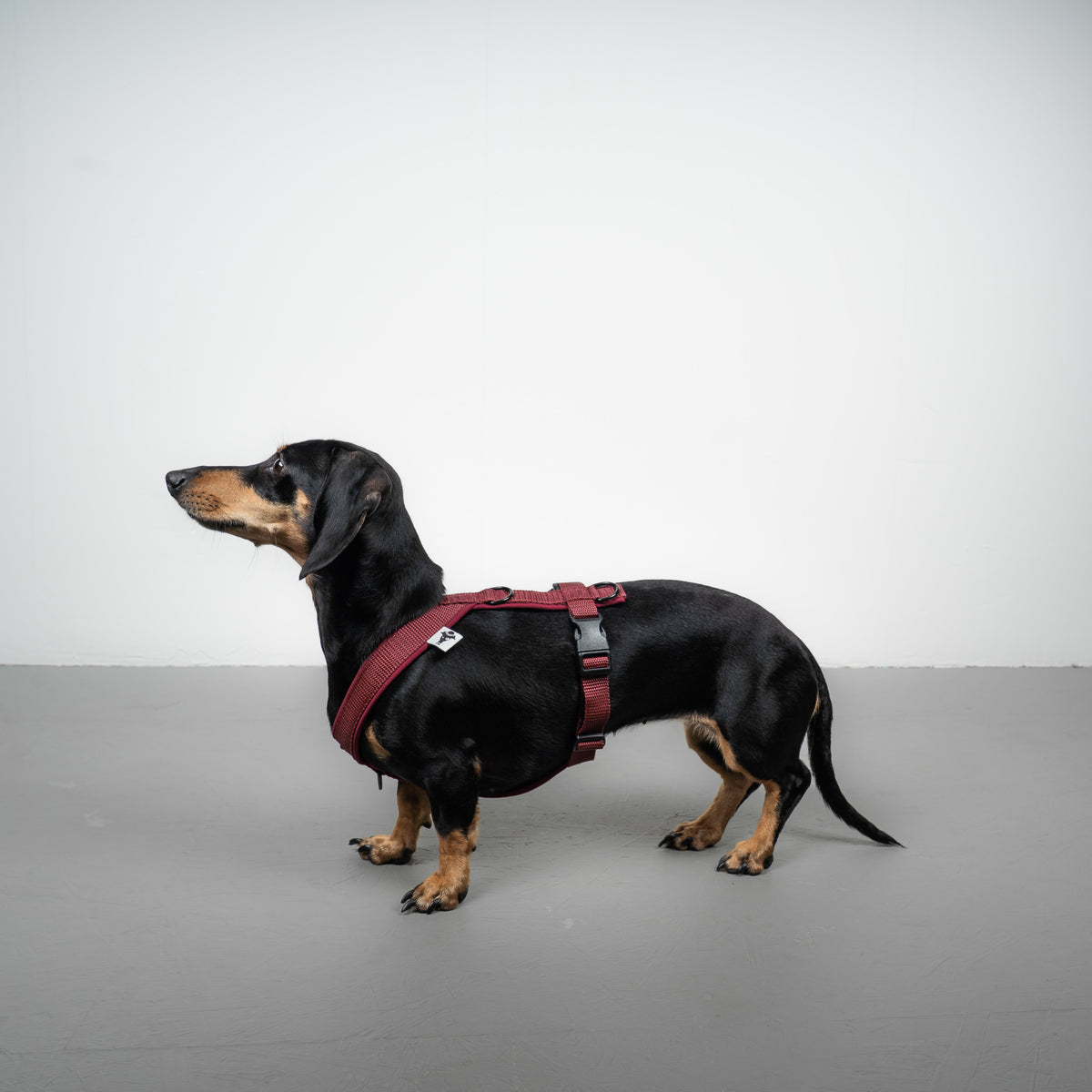 SOFTSHELL HUNDEGESCHIRR Dackel Weinrot