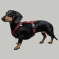 Load image into Gallery viewer, SOFTSHELL HUNDEGESCHIRR Dackel Weinrot
