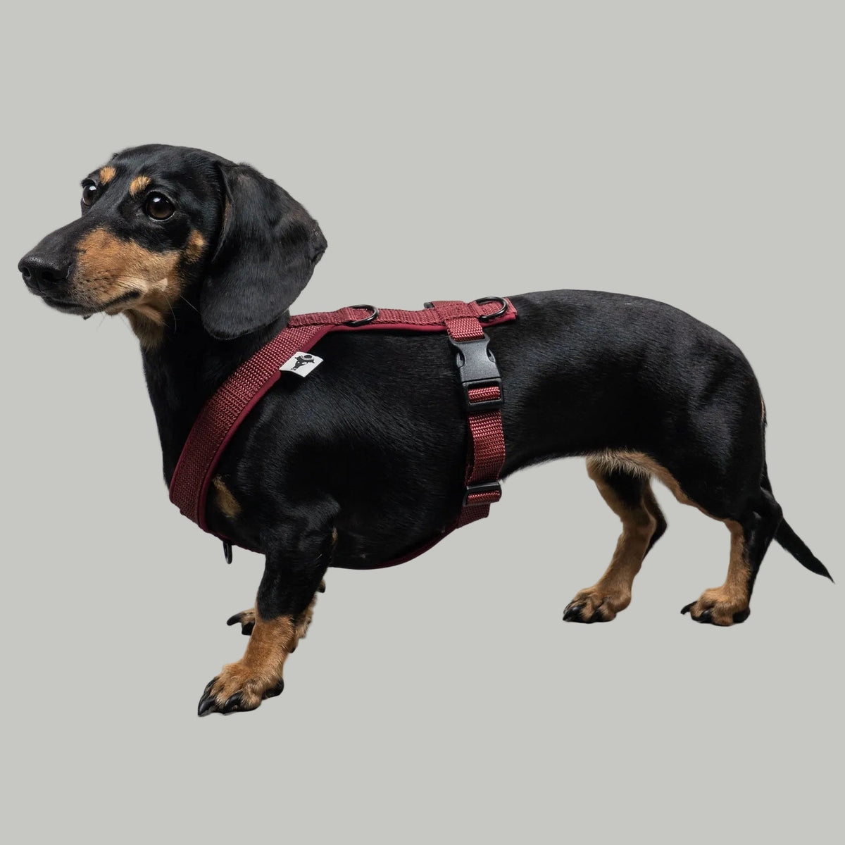 SOFTSHELL HUNDEGESCHIRR Dackel Weinrot