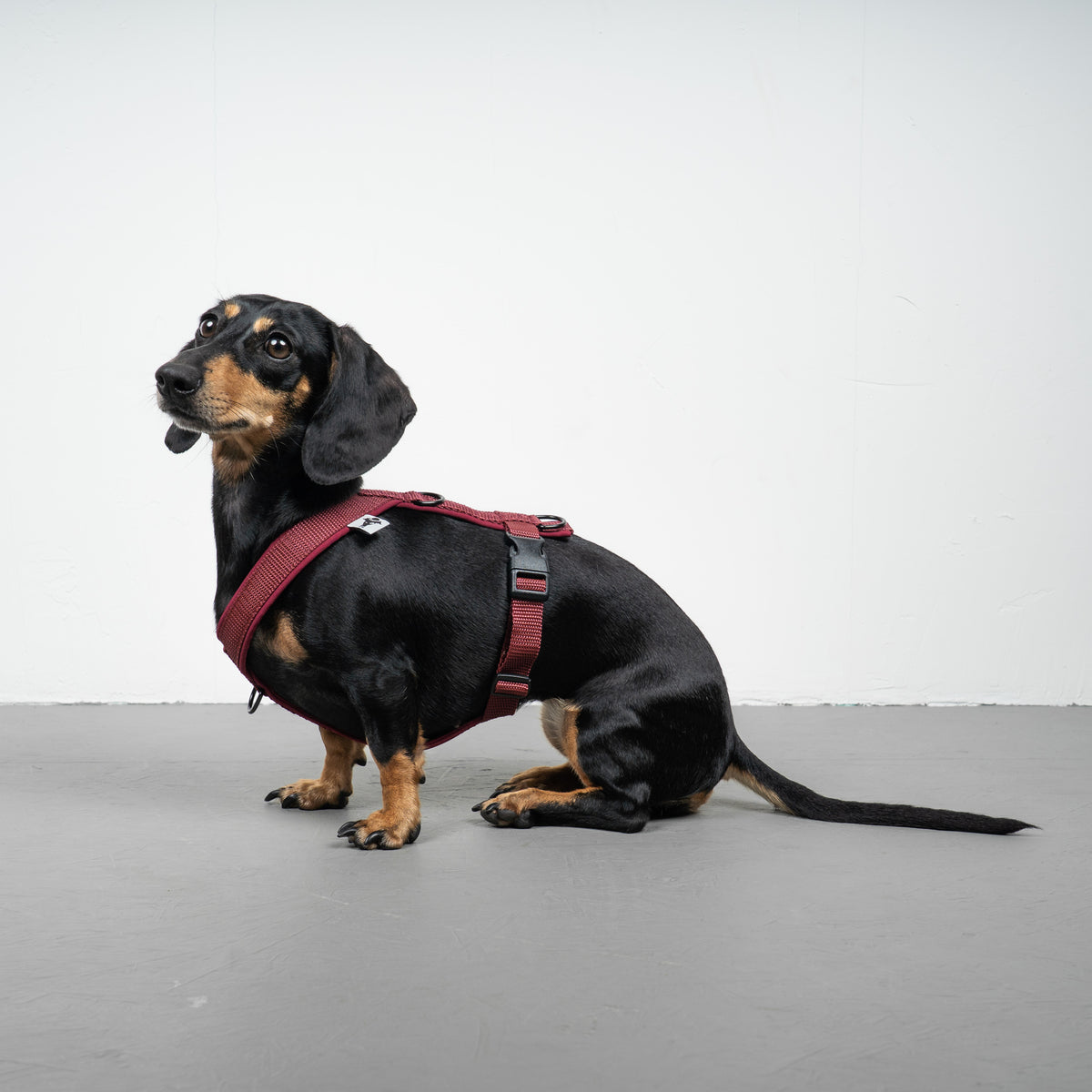 SOFTSHELL HUNDEGESCHIRR Dackel Weinrot