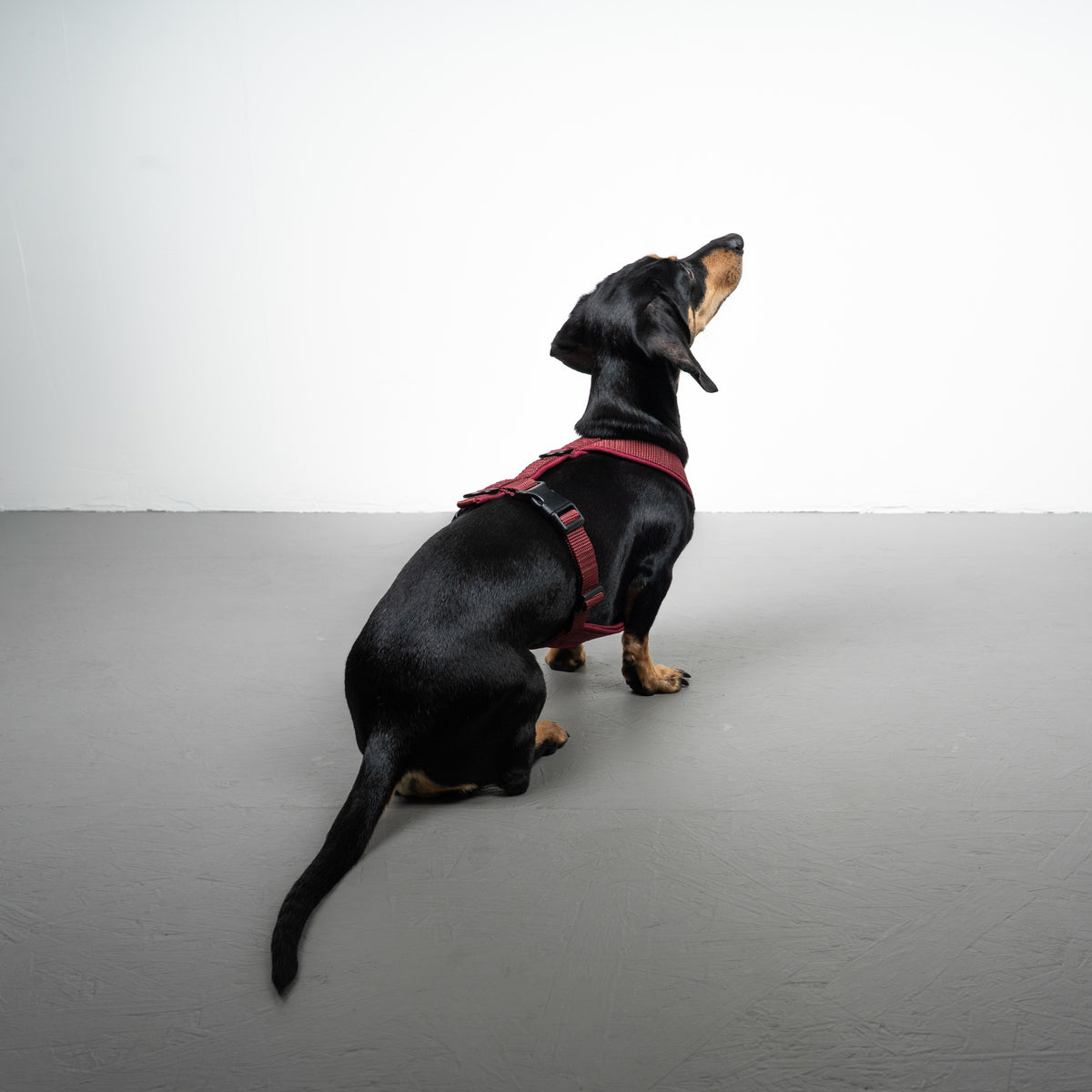 SOFTSHELL HUNDEGESCHIRR Dackel Weinrot