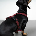 Load image into Gallery viewer, SOFTSHELL HUNDEGESCHIRR Dackel Weinrot
