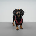 Load image into Gallery viewer, SOFTSHELL HUNDEGESCHIRR Dackel Weinrot
