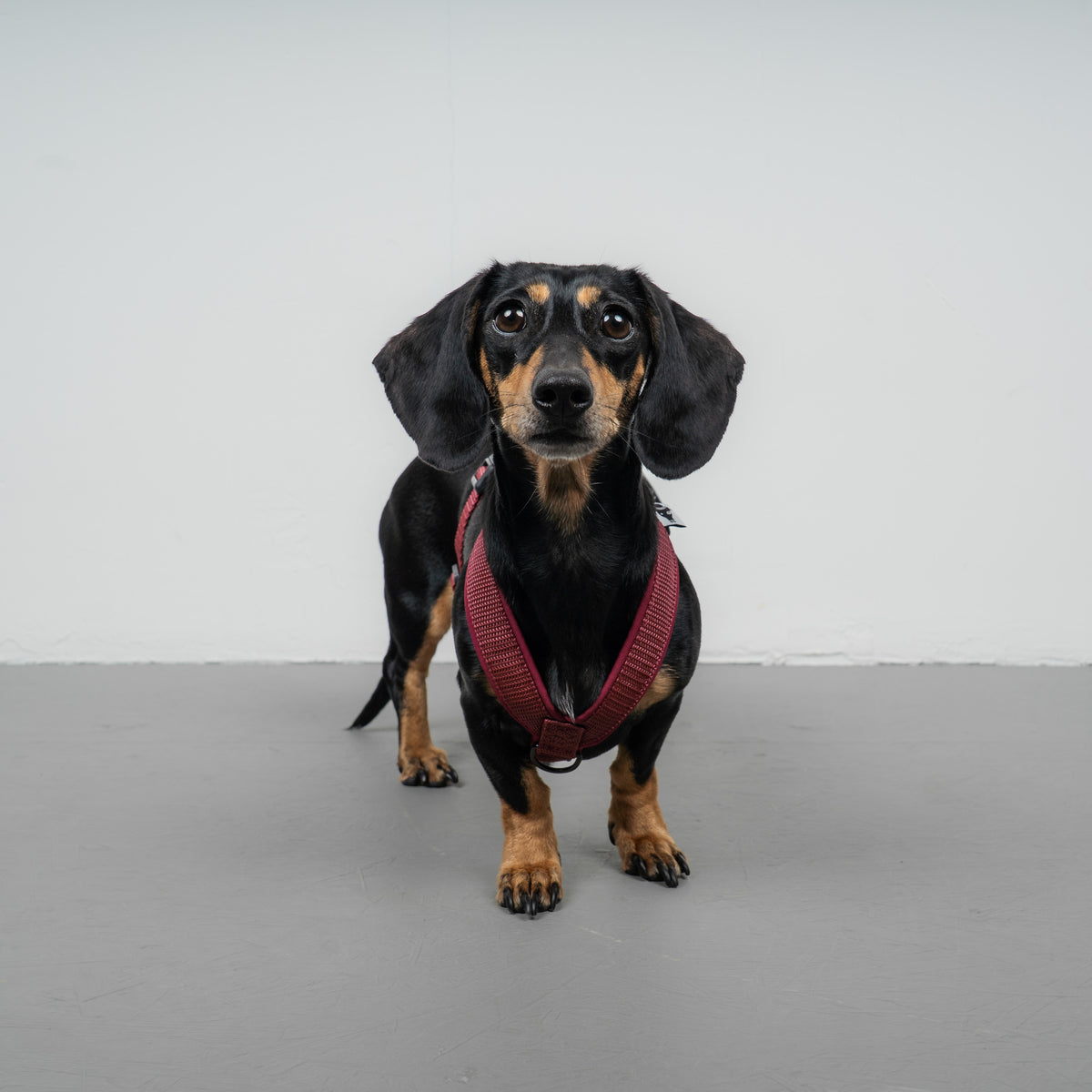 SOFTSHELL HUNDEGESCHIRR Dackel Weinrot