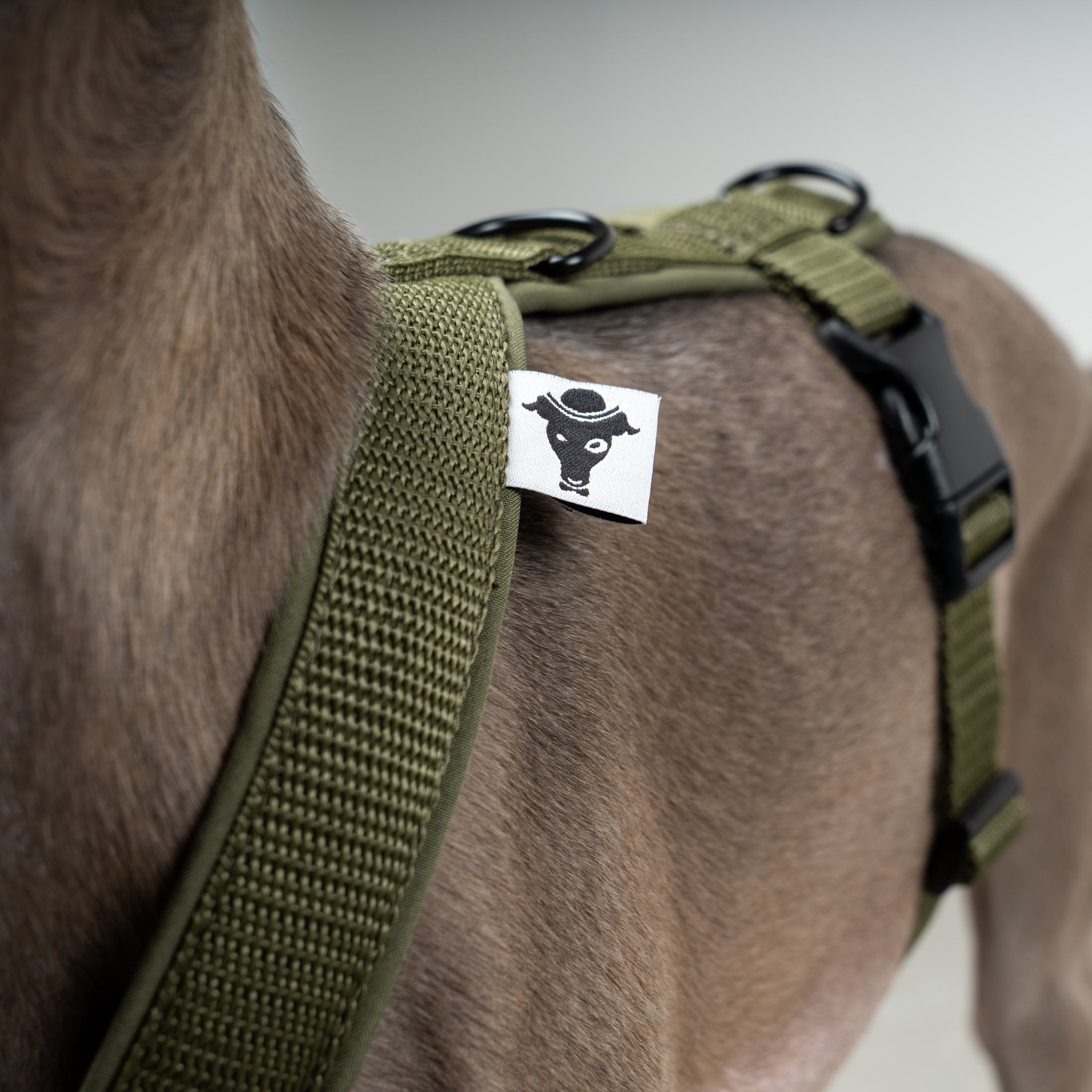 SOFTSHELL DOGHARNESS Iggy Dark Olive