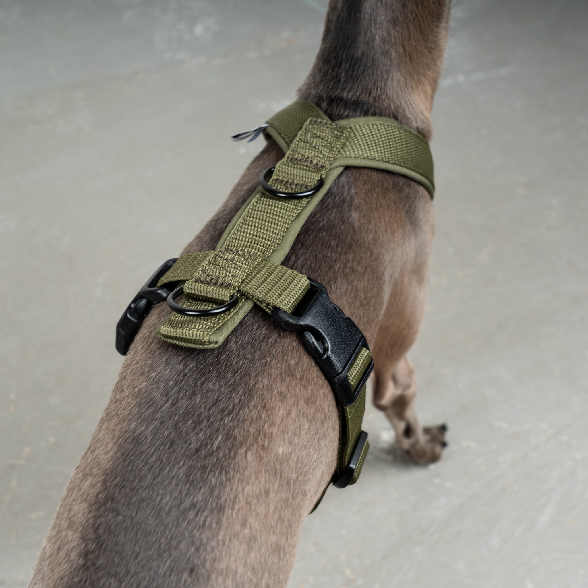 SOFTSHELL DOGHARNESS Iggy Dark Olive
