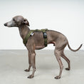 Load image into Gallery viewer, SOFTSHELL DOGHARNESS Iggy Dark Olive
