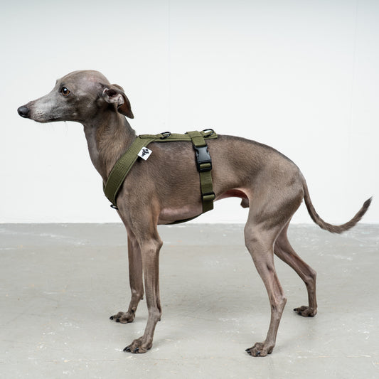 SOFTSHELL DOGHARNESS Iggy Dark Olive