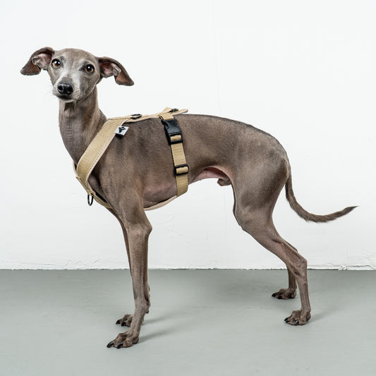 SOFTSHELL HUNDEGESCHIRR Iggy Sand