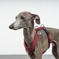 Load image into Gallery viewer, SOFTSHELL HUNDEGESCHIRR Iggy Weinrot
