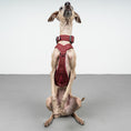 Load image into Gallery viewer, SOFTSHELL HUNDEGESCHIRR Iggy Weinrot
