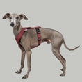 Load image into Gallery viewer, SOFTSHELL HUNDEGESCHIRR Iggy Weinrot
