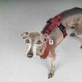 Load image into Gallery viewer, SOFTSHELL HUNDEGESCHIRR Iggy Weinrot
