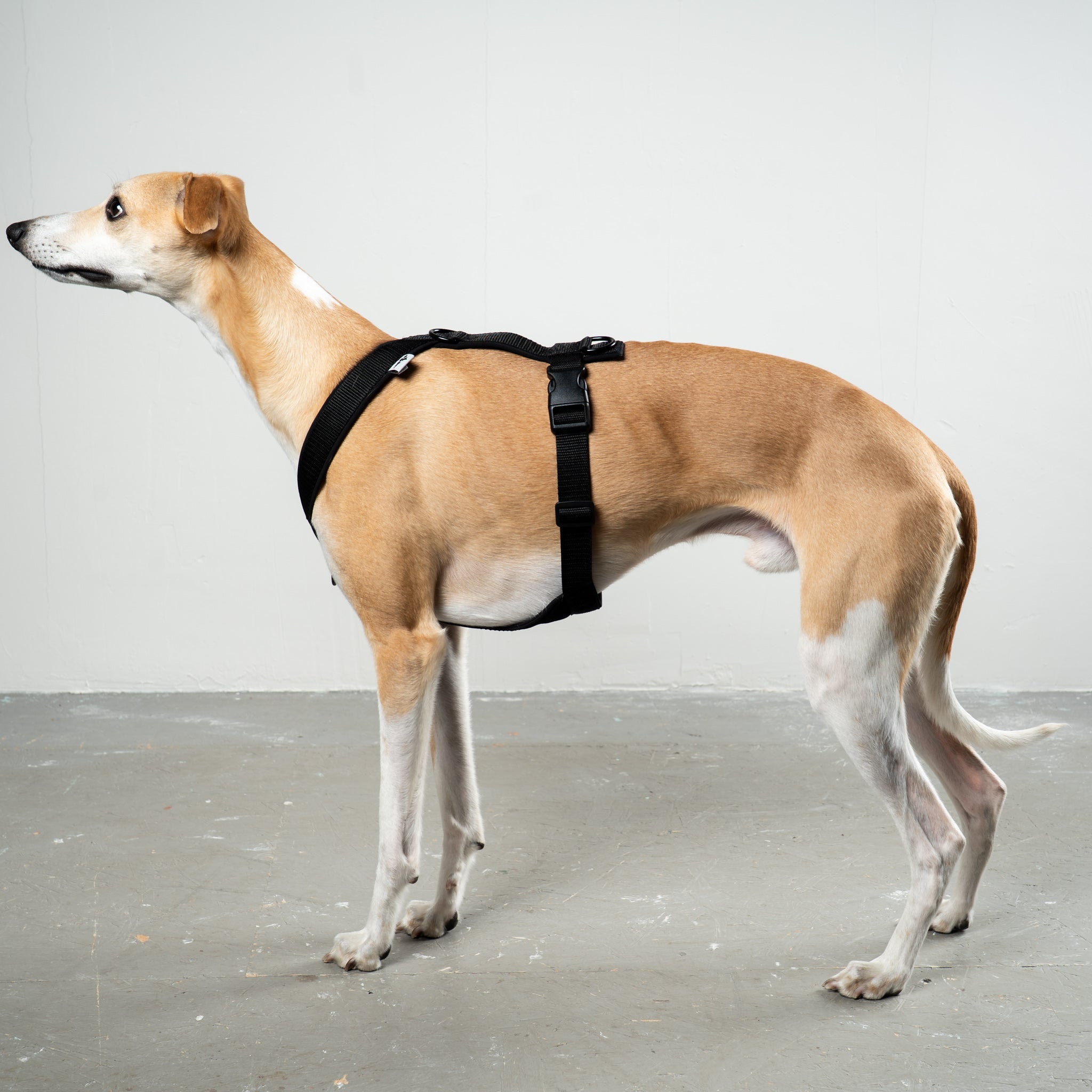 SOFTSHELL HUNDEGESCHIRR Windhund Schwarz