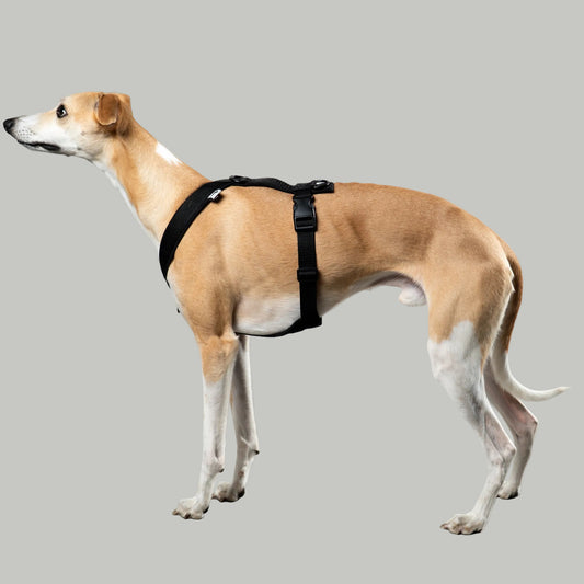 SOFTSHELL DOGHARNESS Sighthound Black