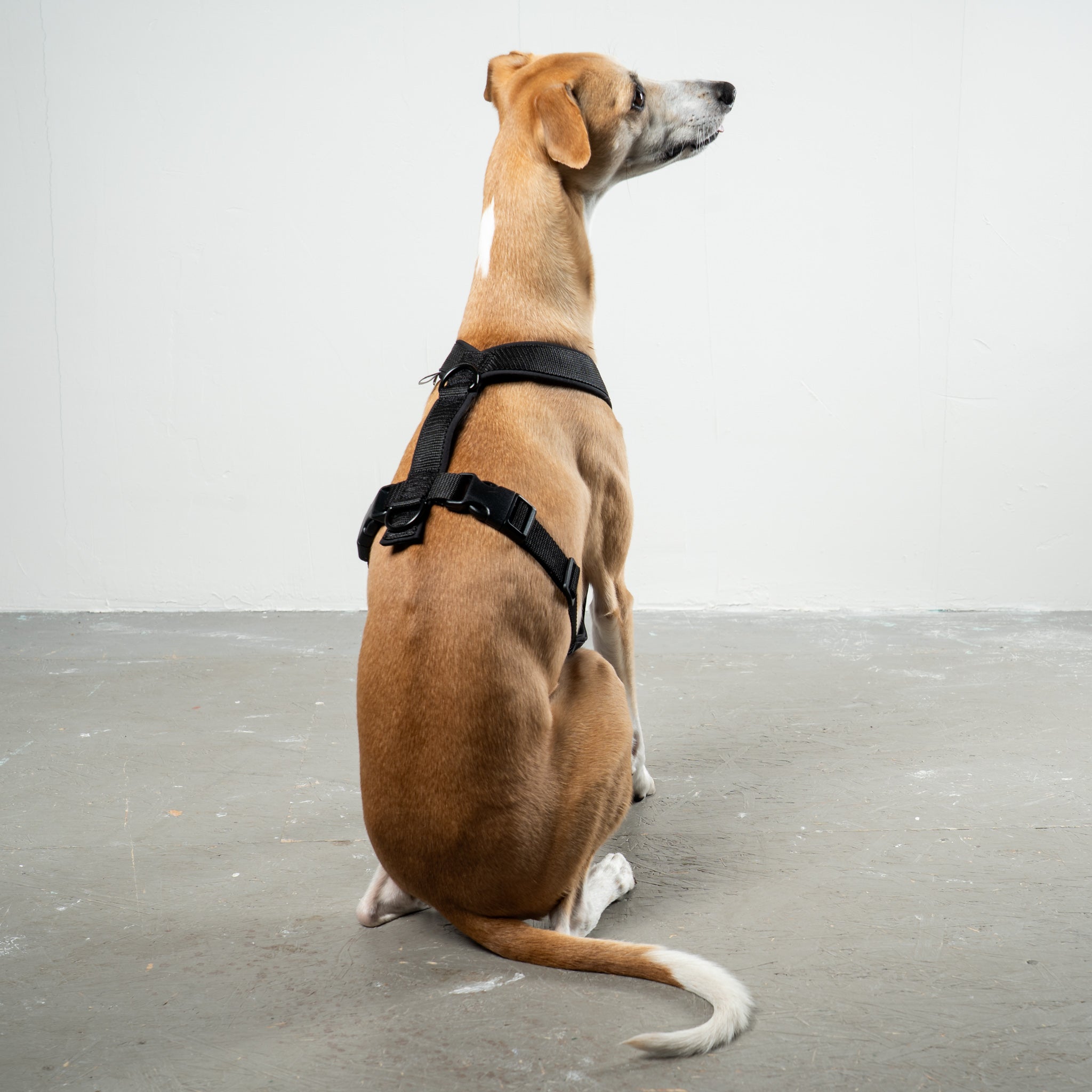 SOFTSHELL HUNDEGESCHIRR Windhund Schwarz