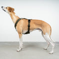 Load image into Gallery viewer, SOFTSHELL DOGHARNESS Sighthound Dark Olive
