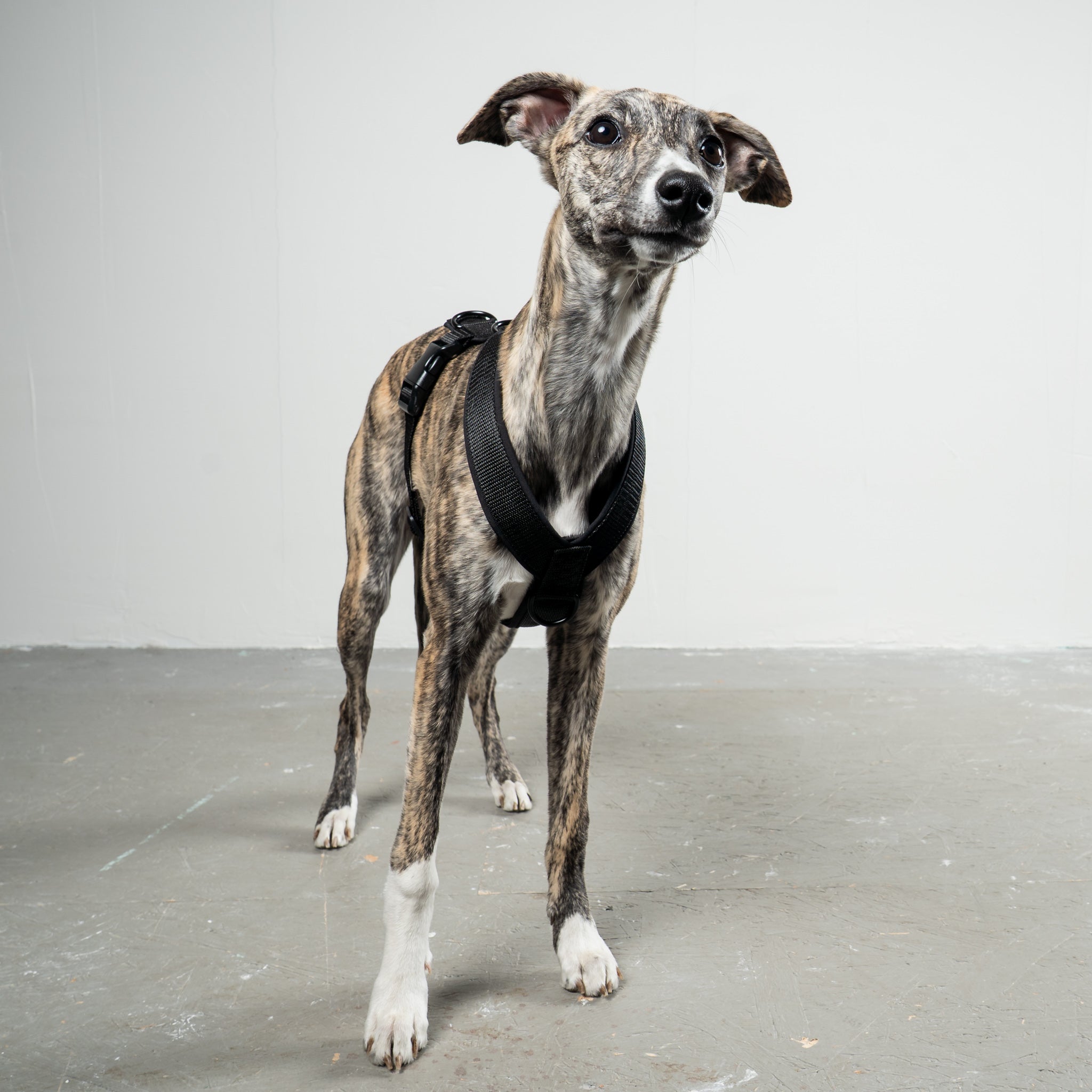 SOFTSHELL HUNDEGESCHIRR Windhund Schwarz