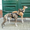 Load image into Gallery viewer, SOFTSHELL HUNDEGESCHIRR Windhund Schwarz
