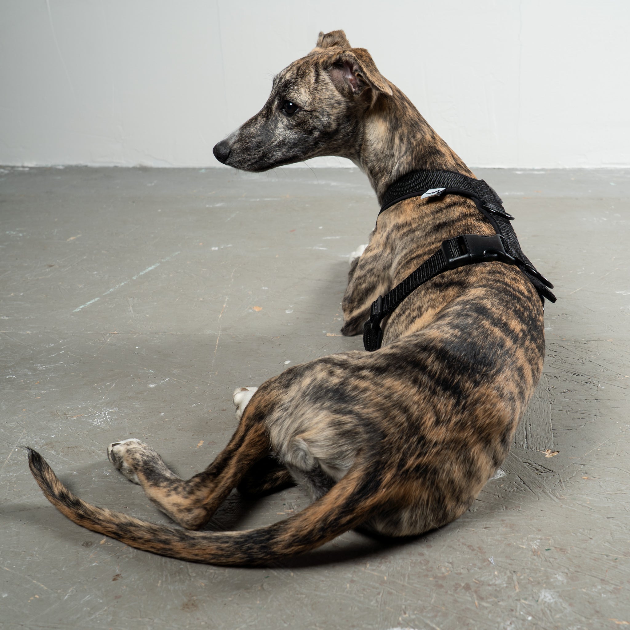 SOFTSHELL HUNDEGESCHIRR Windhund Schwarz