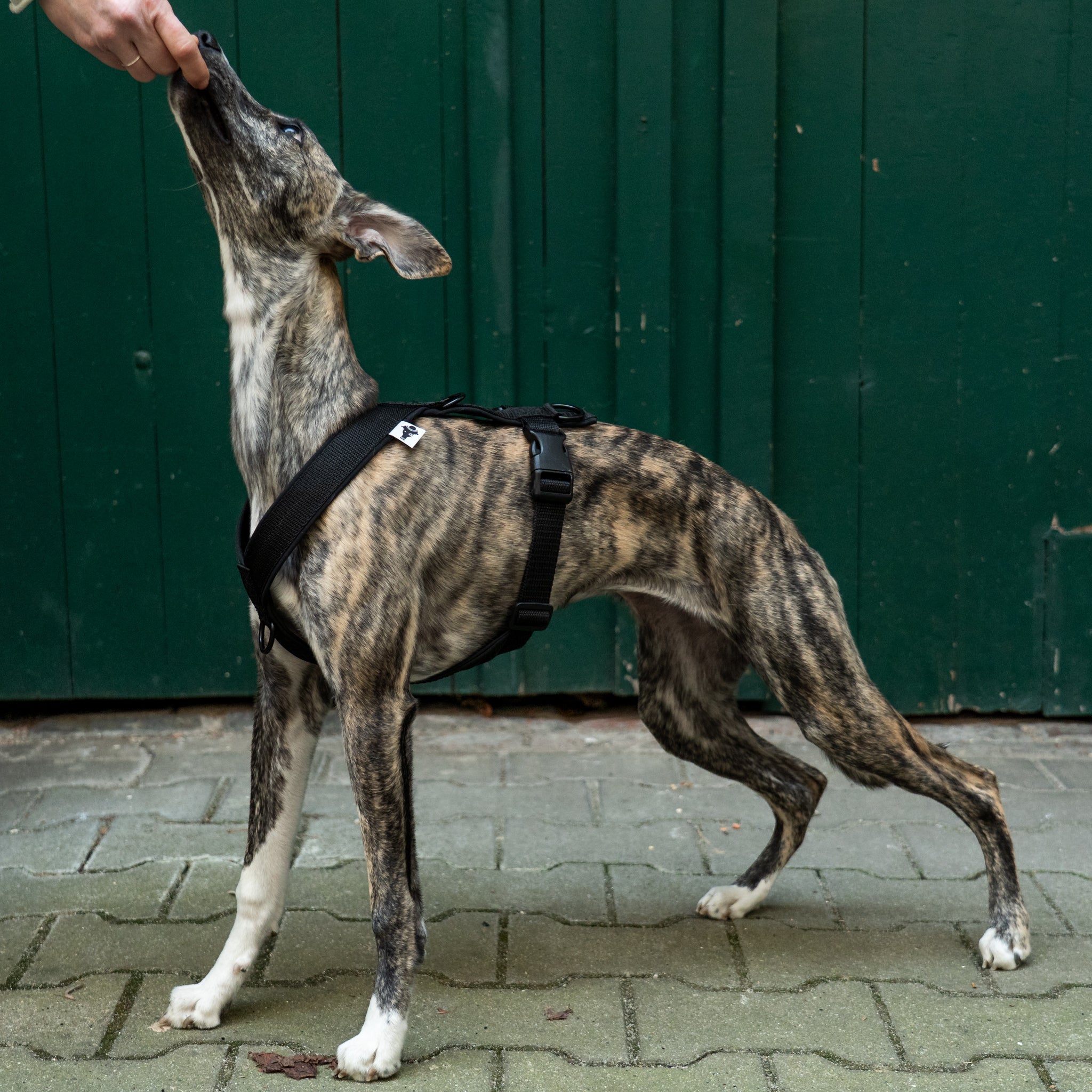 SOFTSHELL HUNDEGESCHIRR Windhund Schwarz