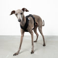 Load image into Gallery viewer, SOFTSHELL HUNDEGESCHIRR Iggy Schwarz
