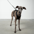 Load image into Gallery viewer, SOFTSHELL HUNDEGESCHIRR Iggy Schwarz
