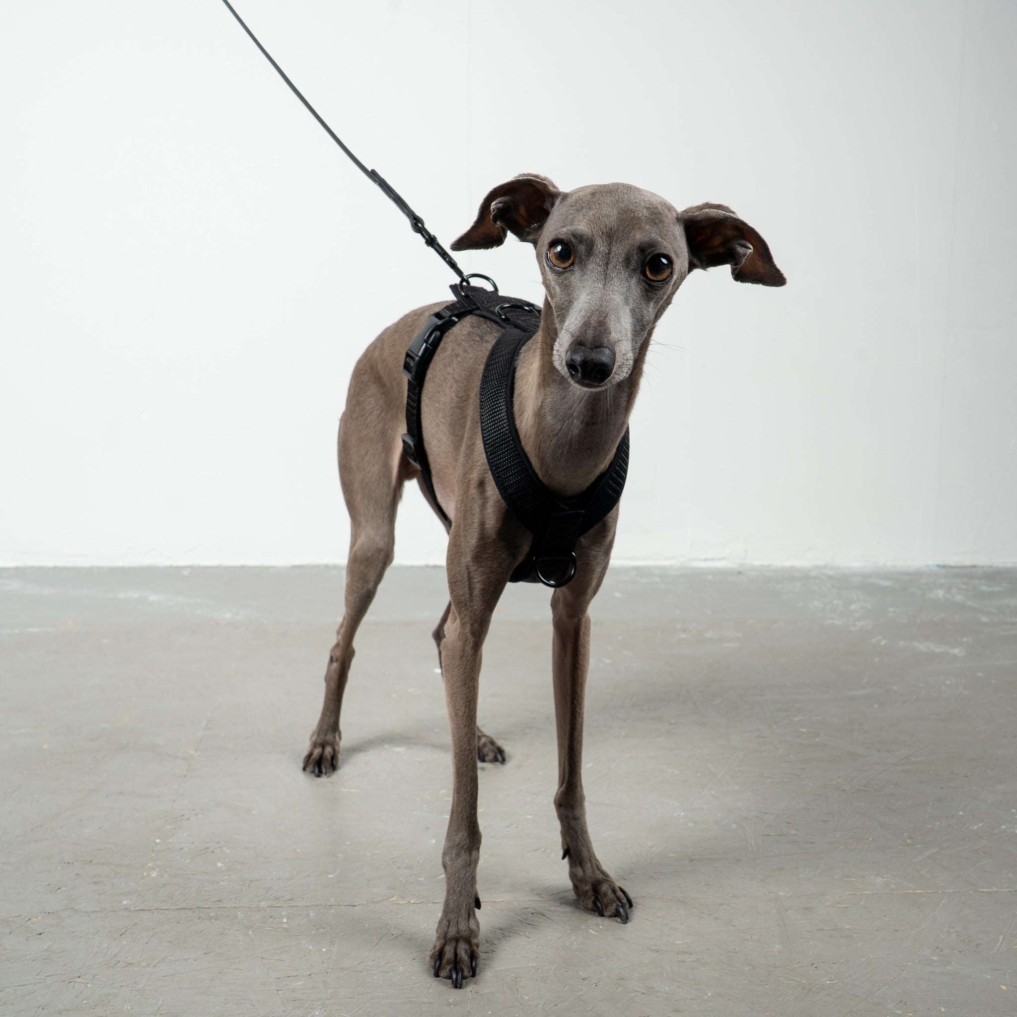 SOFTSHELL HUNDEGESCHIRR Iggy Schwarz