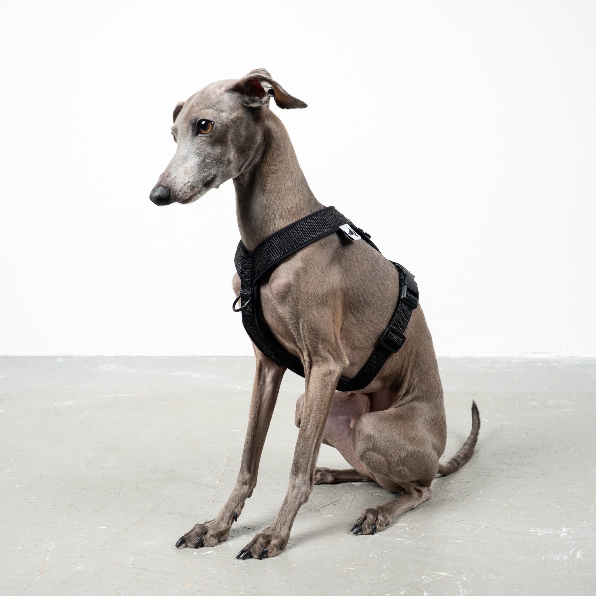 SOFTSHELL HUNDEGESCHIRR Iggy Schwarz