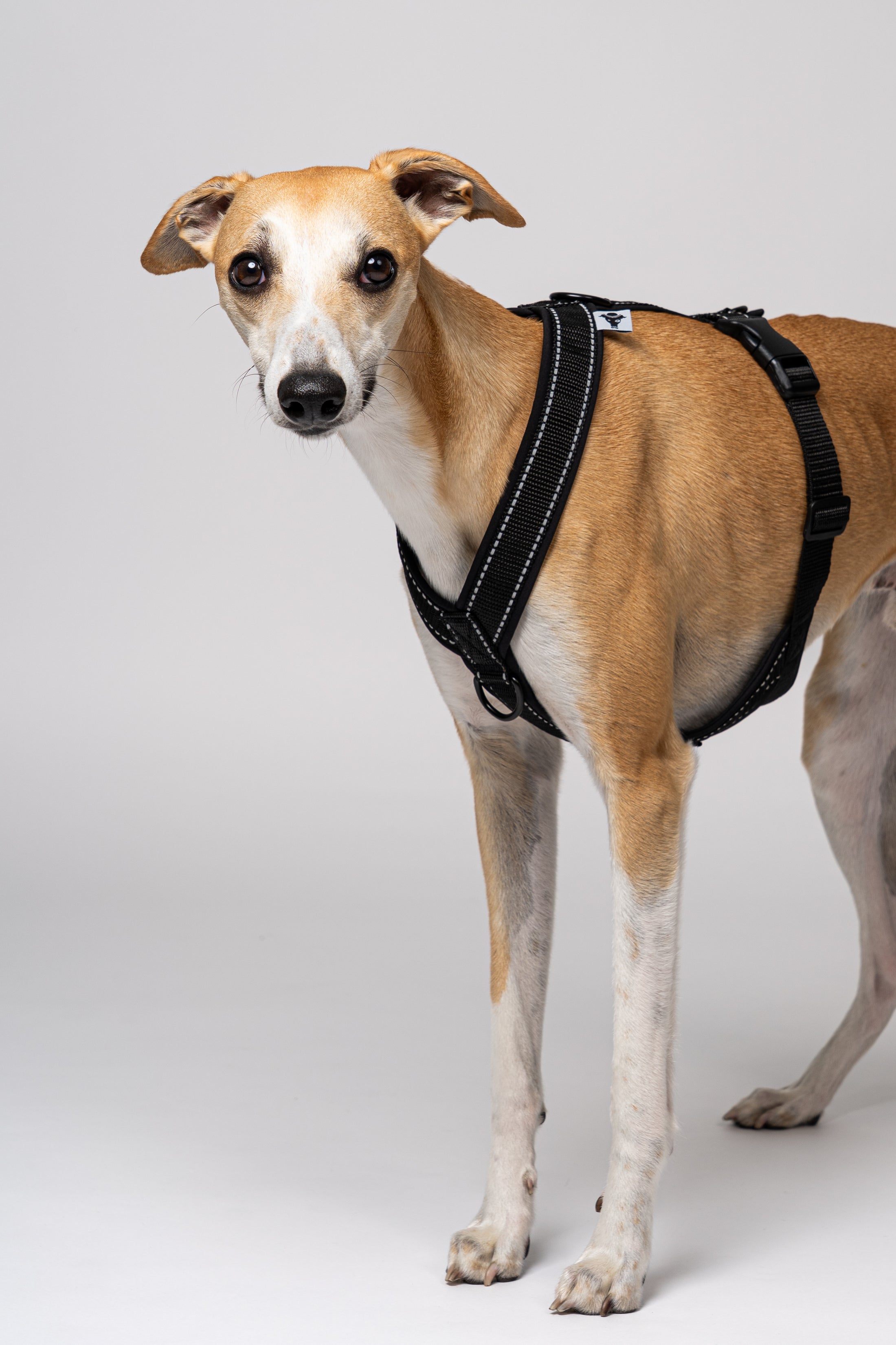 Detailansicht des Softshell-Geschirrs in Schwarz – reflektierende Elemente und perfekte Passform für Whippets