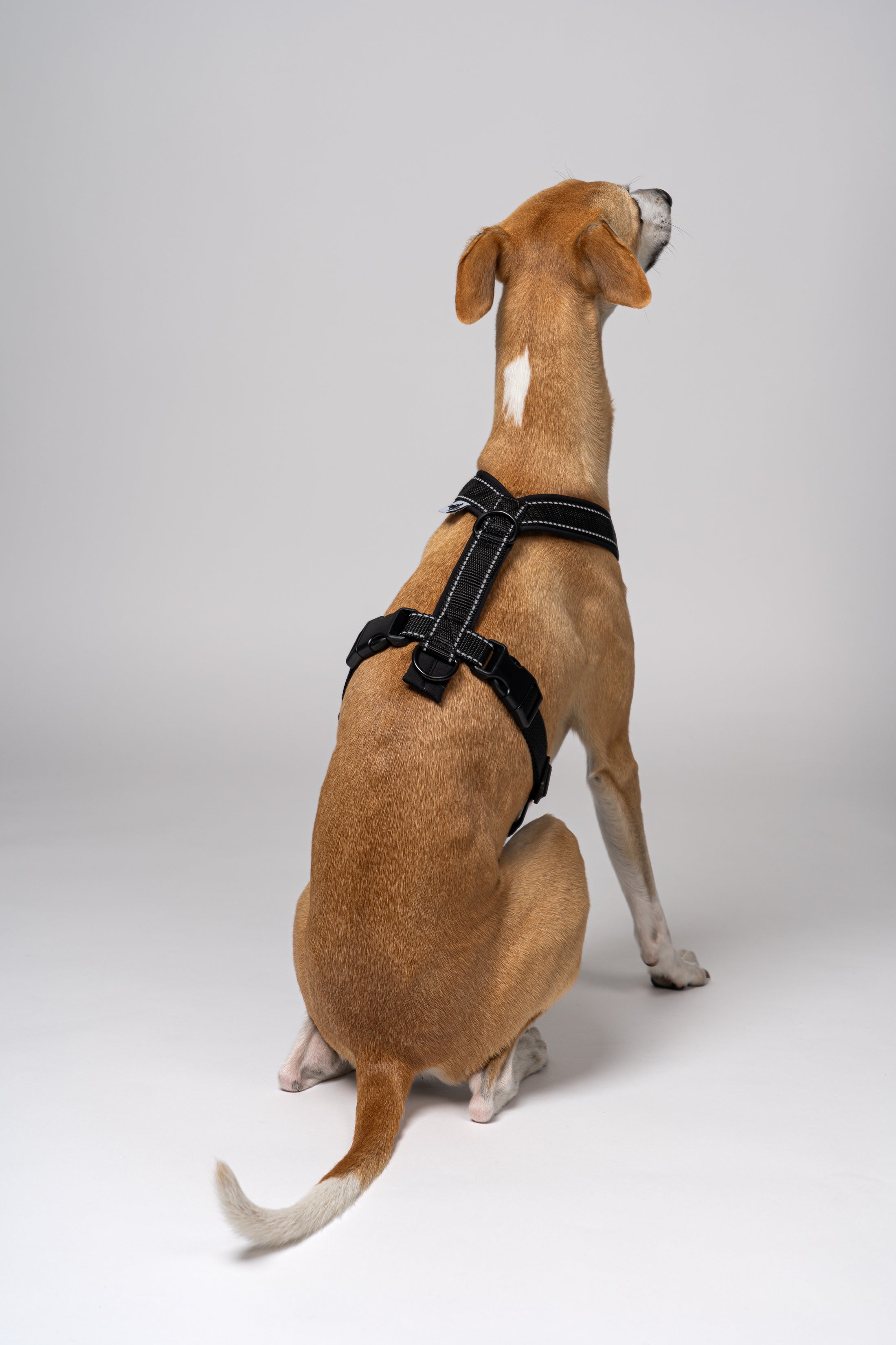 Handgemachtes Windhundgeschirr aus Berlin – Whippet präsentiert das Modell in Schwarz mit Reflektorstreifen