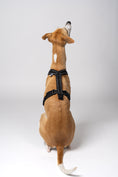 Load image into Gallery viewer, Whippet mit Leine im Softshell-Geschirr – körpernaher Schnitt in Schwarz für schlanke Windhundkörper
